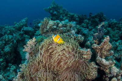 View of coral underwater