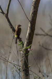 Bird perching on a tree