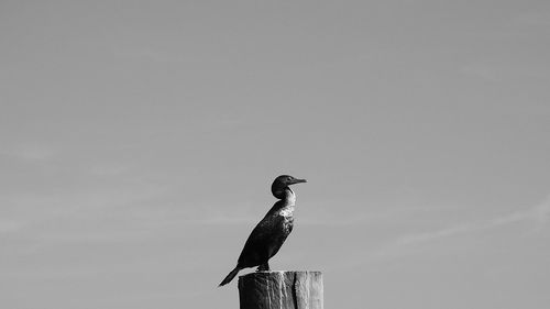 Bird perching on wooden post