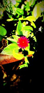 Close-up of pink flowering plant