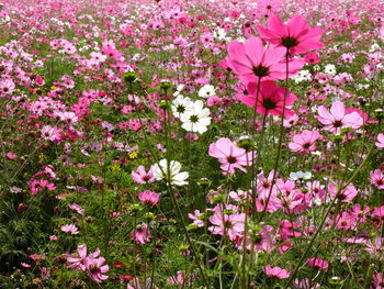 Pink flowers blooming outdoors