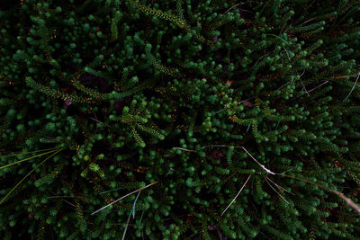 High angle view of pine trees in forest