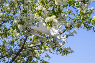 Low angle view of white flower tree against clear sky