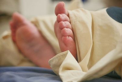Close-up of flowers against white background