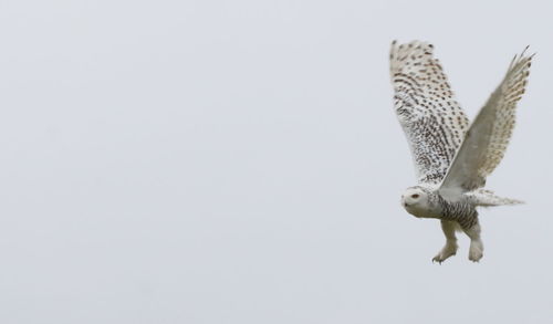 Low angle view of eagle flying against white background