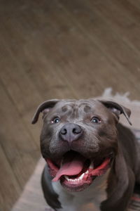 Close-up portrait of a dog - american stafford bully type