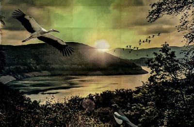 Seagulls flying in the sky