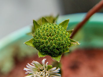 Close-up of white flower plant