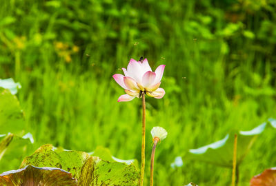 Close-up of pink water lily