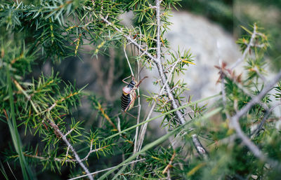 Bird perching on a tree