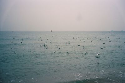 Birds flying over sea against clear sky