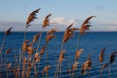 Close-up of plants against sky