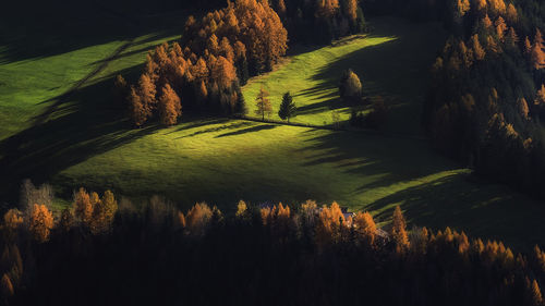 High angle view of trees in forest