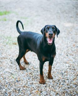 Dreaming big black doberman pet life consept lazy life dogs purebred dog bokeh