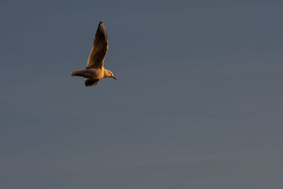 Low angle view of seagull flying against clear sky