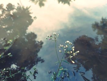 Close-up of flowering plant against cloudy sky