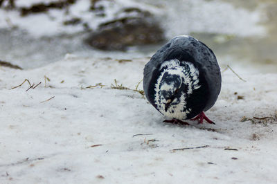 Close-up of a bird on snow