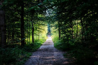 Footpath amidst trees in forest