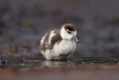 An egyptian goose gosling