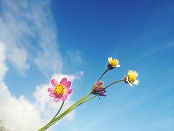 Low angle view of pink flowering plant against blue sky