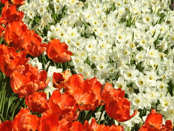 Full frame shot of red flowering plants