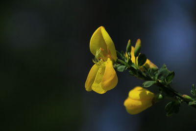 Close-up of yellow flowering plant