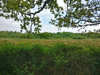 Scenic view of forest