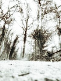 Bare trees on snow covered land