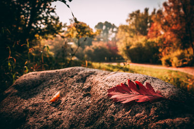 Close-up of dry maple leaves on tree during autumn
