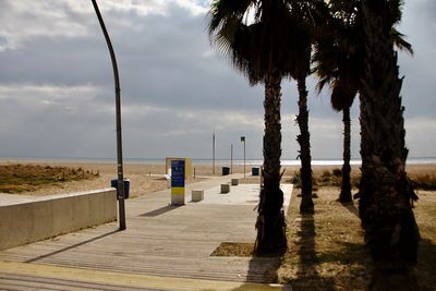 Palm trees on beach against sky