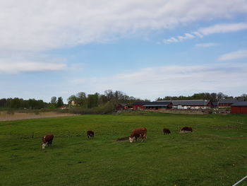 Cows grazing on field against sky