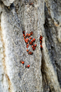 Close-up of orange on tree trunk