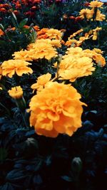 Close-up of yellow flower