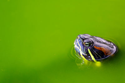 Close-up of turtle swimming in water