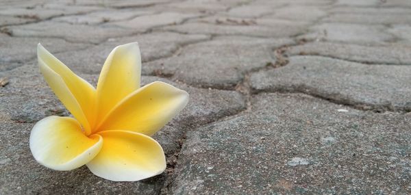 Close-up of yellow flower on footpath