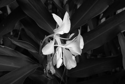 Close-up of flower blooming outdoors