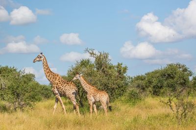 Giraffe in a field