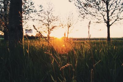 Sun shining through trees on field