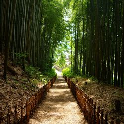 Walkway amidst trees in forest