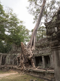 Low angle view of old tree by building against sky