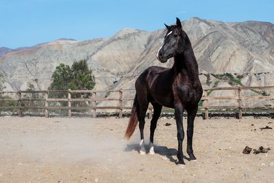 Horse standing in ranch