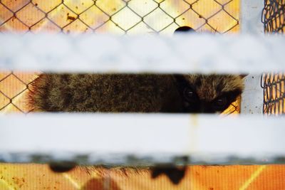 Close-up of cat behind fence