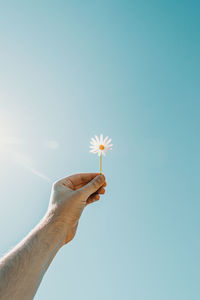 Low angle view of hand holding flower against blue sky