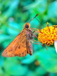 Close-up of butterfly pollinating on flower