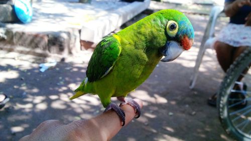 Close-up of parakeet perching on human finger at street