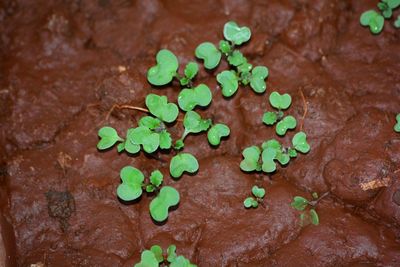 Close-up of green leaf