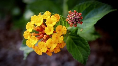 Close-up of yellow flowering plant