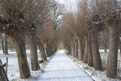 Footpath amidst bare trees during winter