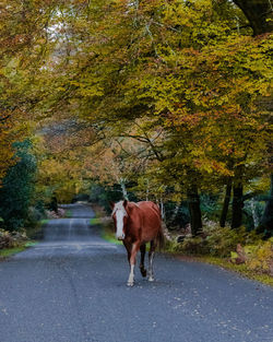 Cat walking on road amidst plants during autumn