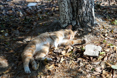 Cat in a field